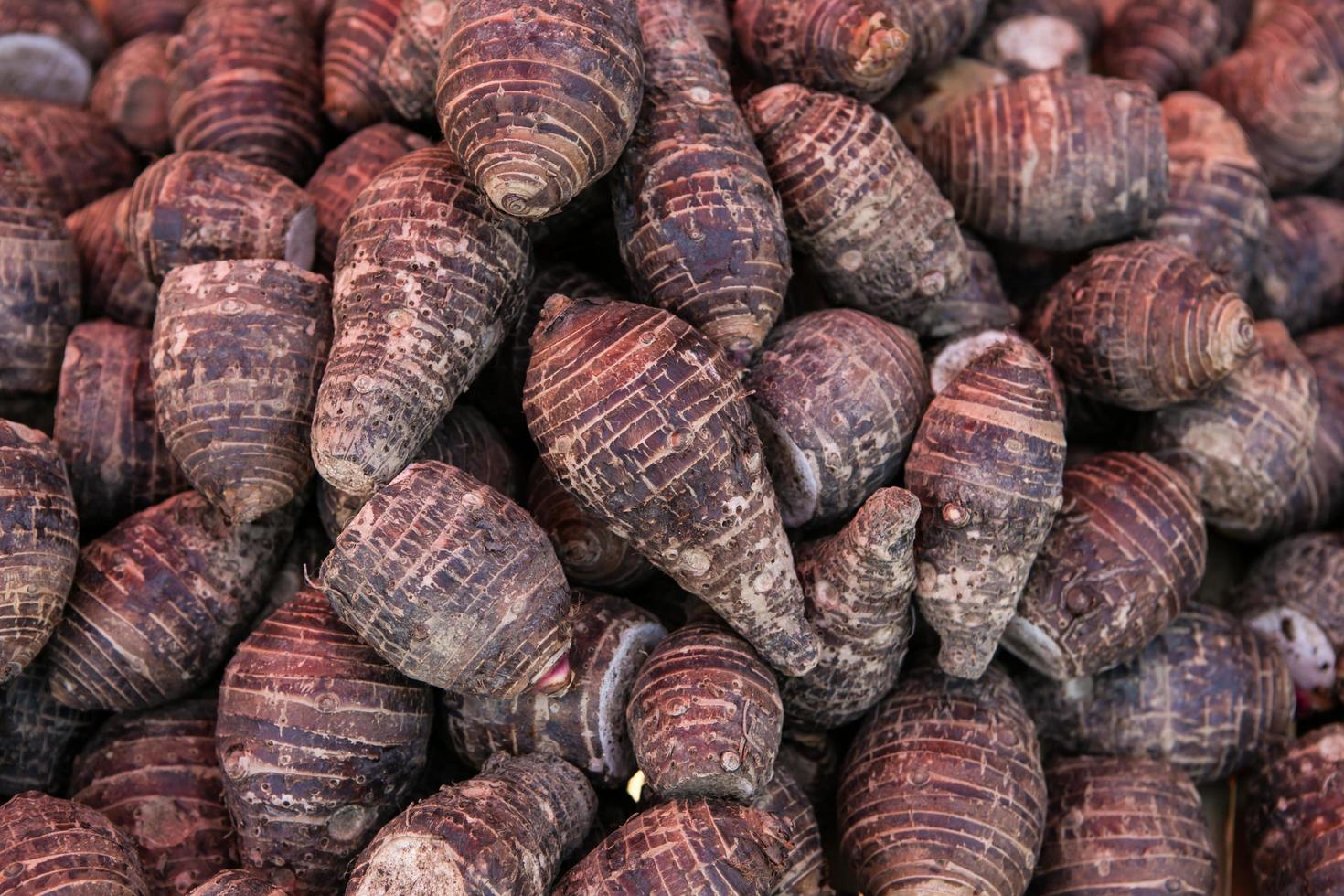pile of taro for retail sale in local market. background of fresh taro. photo