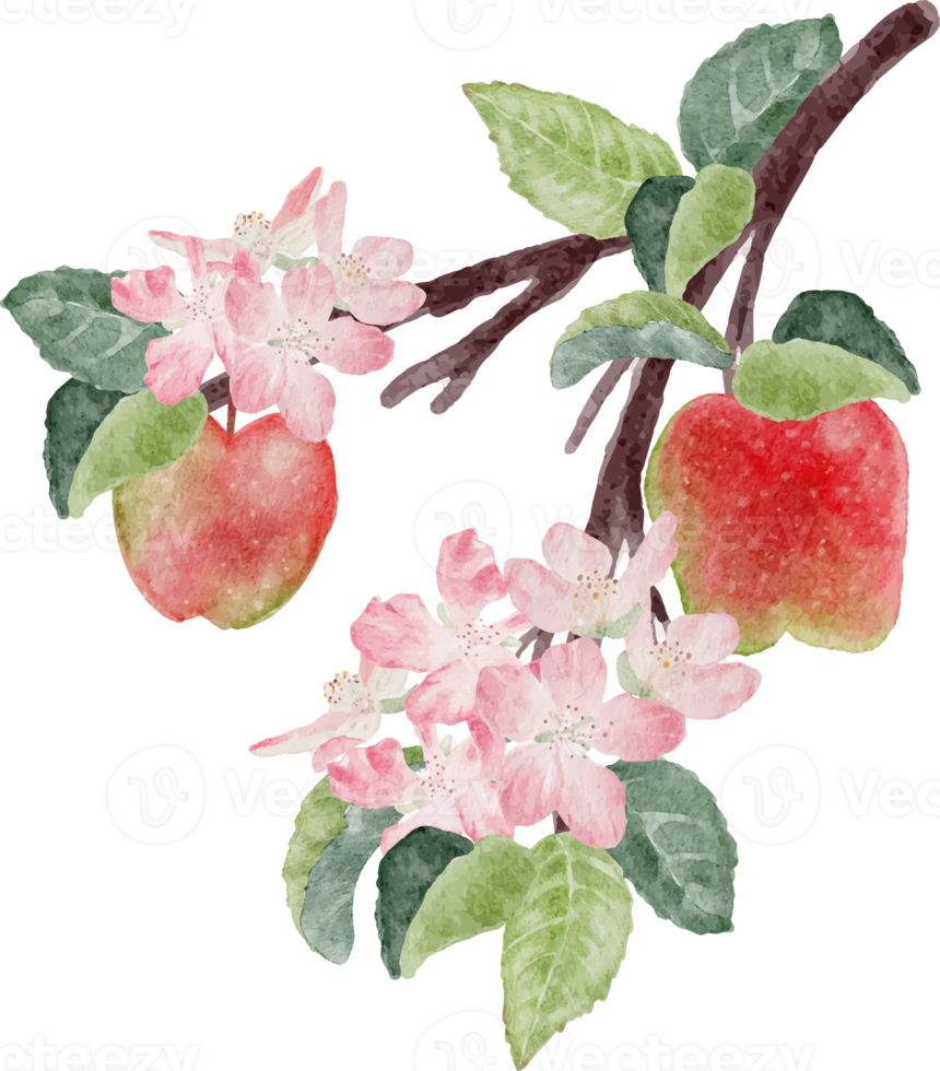 watercolor apple fruit and bloom flower branch png
