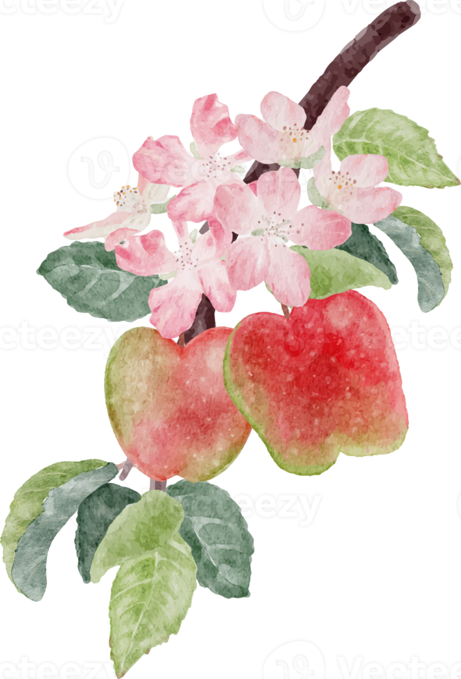 watercolor apple fruit and bloom flower branch png