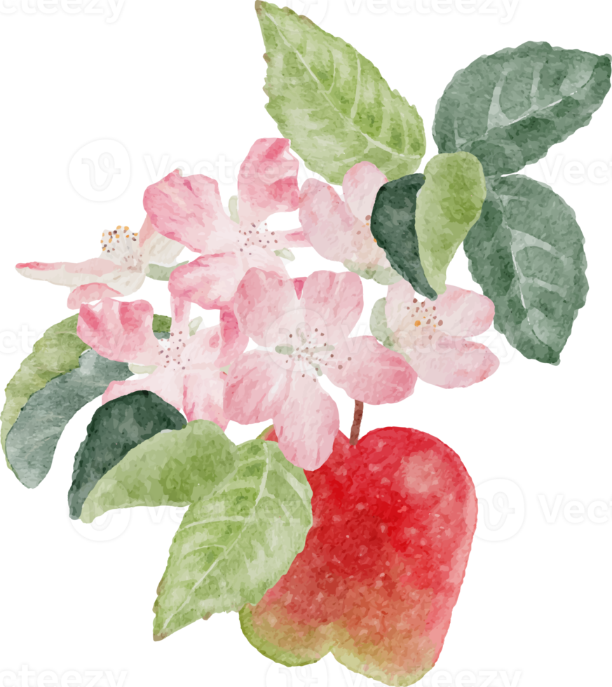 watercolor apple fruit and bloom flower branch png