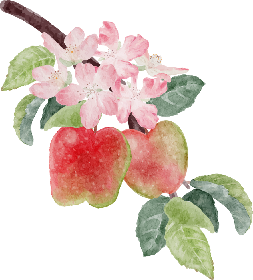 watercolor apple fruit and bloom flower branch png