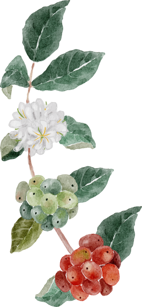 bouquet de graines de café aquarelle et branche de fleurs png