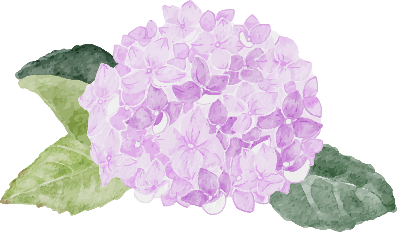 bouquet de fleurs de camélia blanc aquarelle et hortensia violet png