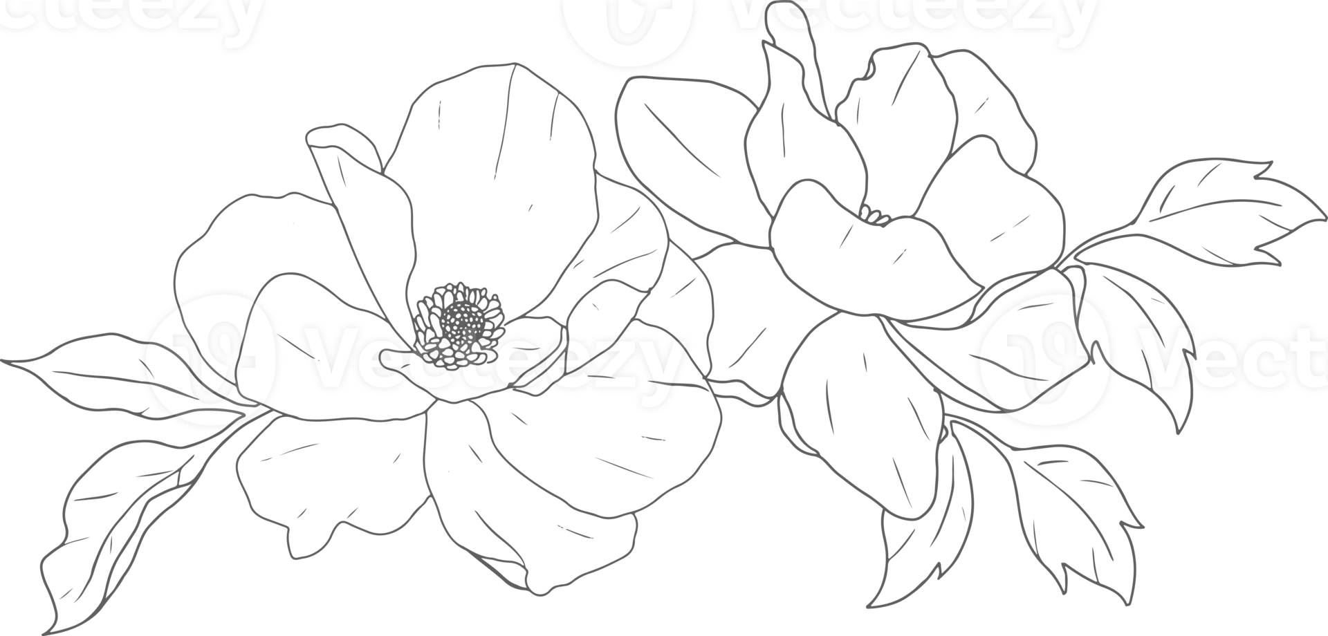 doodle line art peony flower bouquet elements png