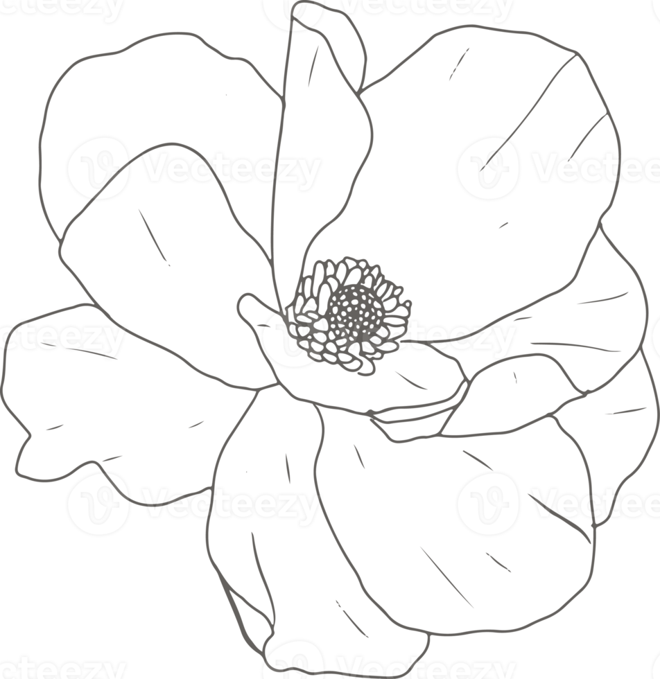 doodle line art peony flower elements png