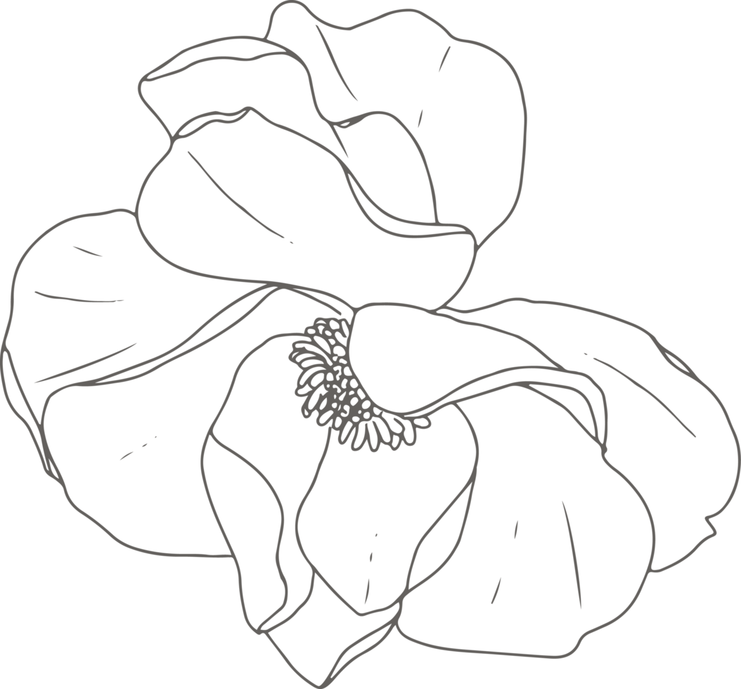 doodle line art peony flower elements png