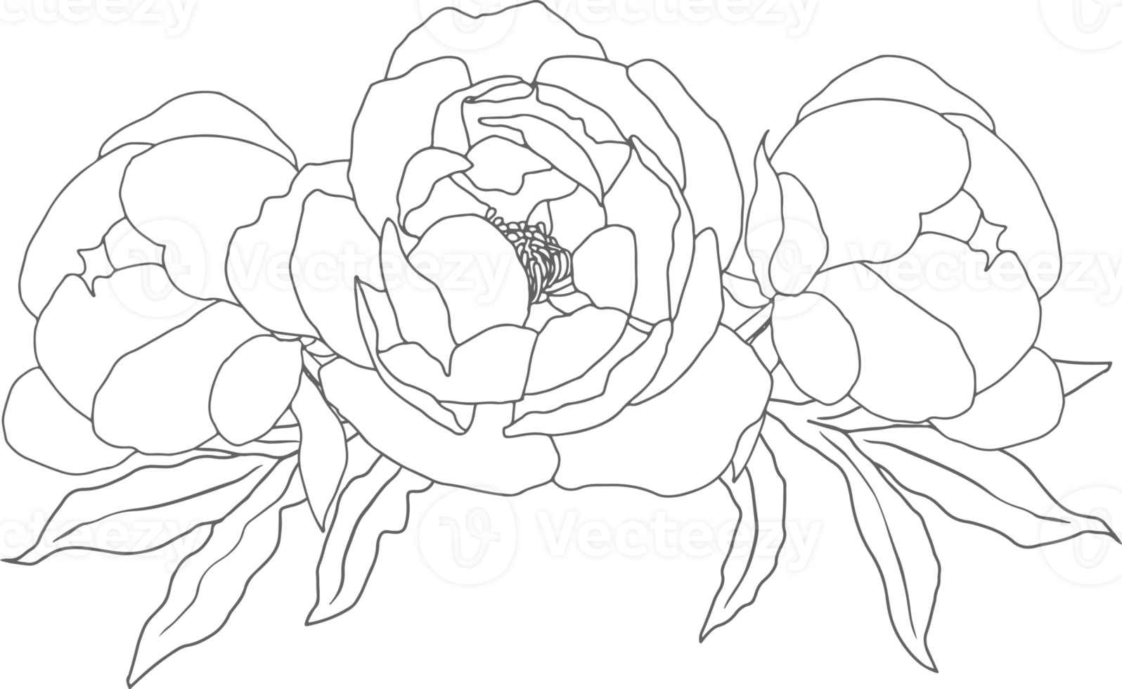 doodle line art peony flower bouquet elements png