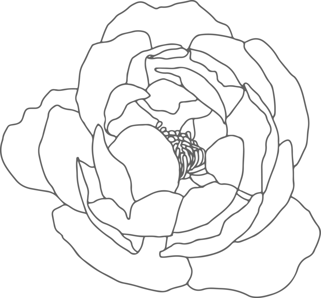 doodle line art peony flower bouquet elements png