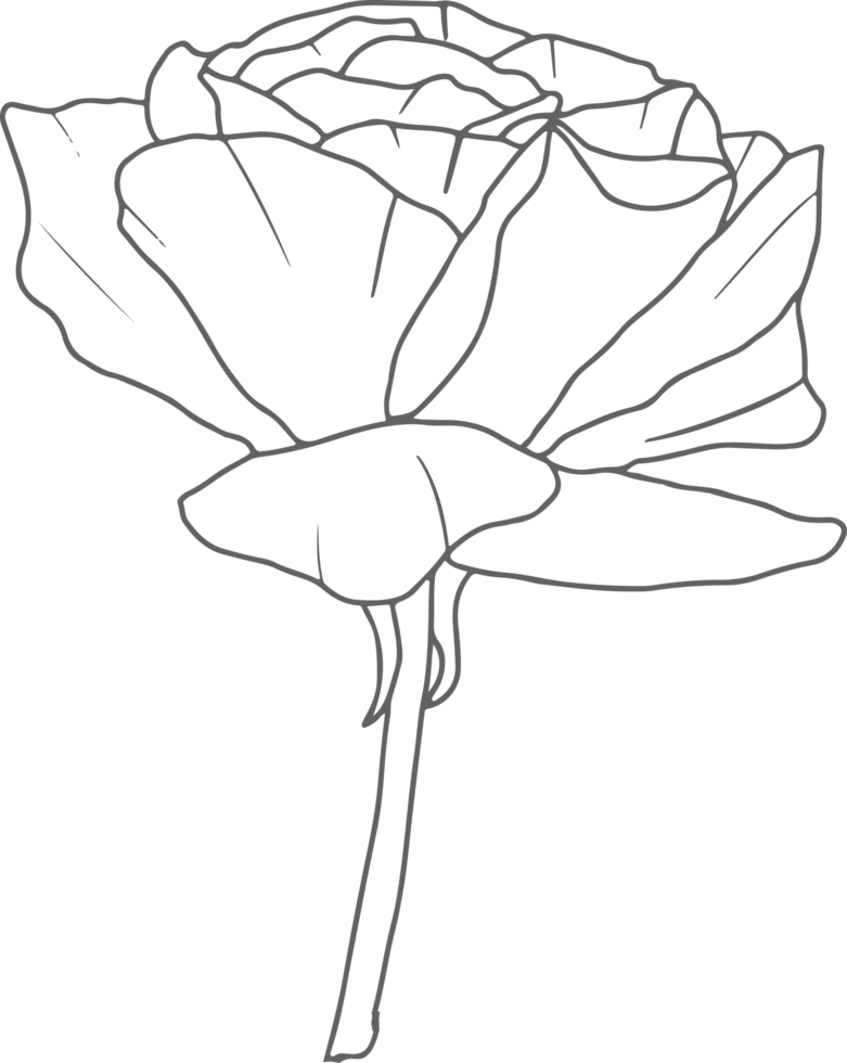 doodle line art rose flower bouquet elements png