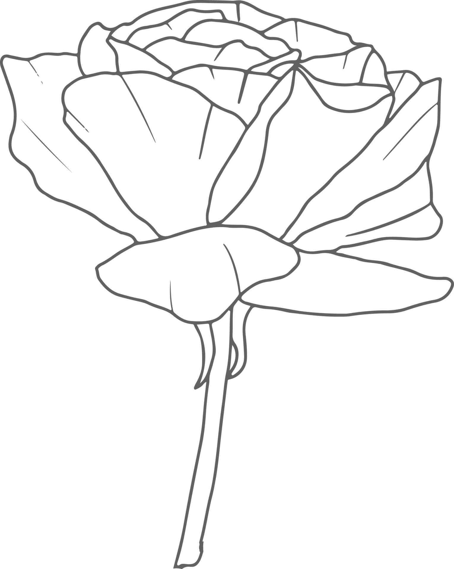 doodle line art rose flower bouquet elements 9593904 PNG
