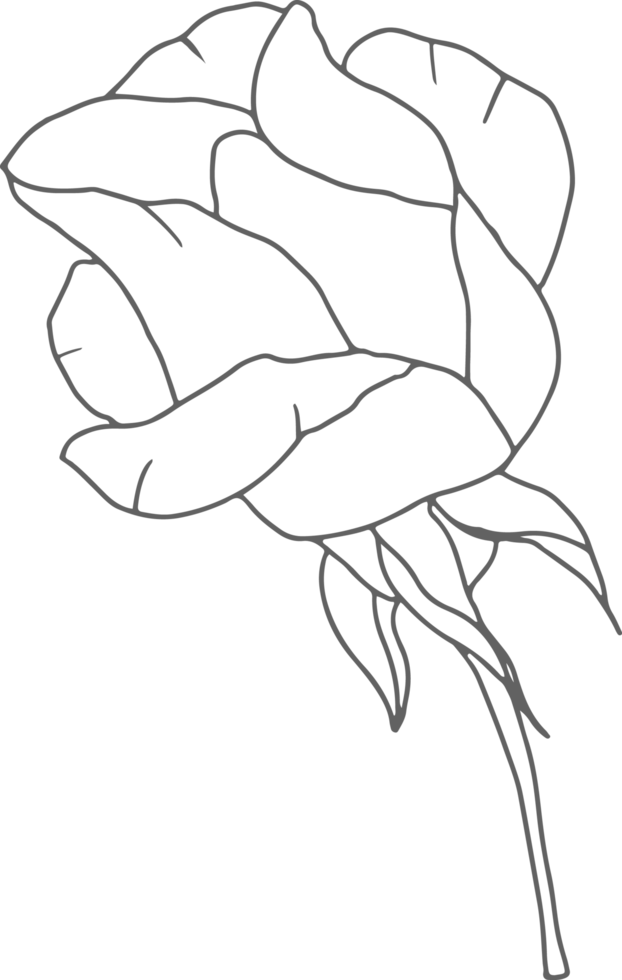 doodle line art rosa flor ramo elementos png