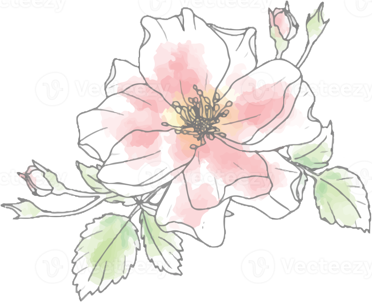 loose watercolor doodle line art rose flower bouquet elements png