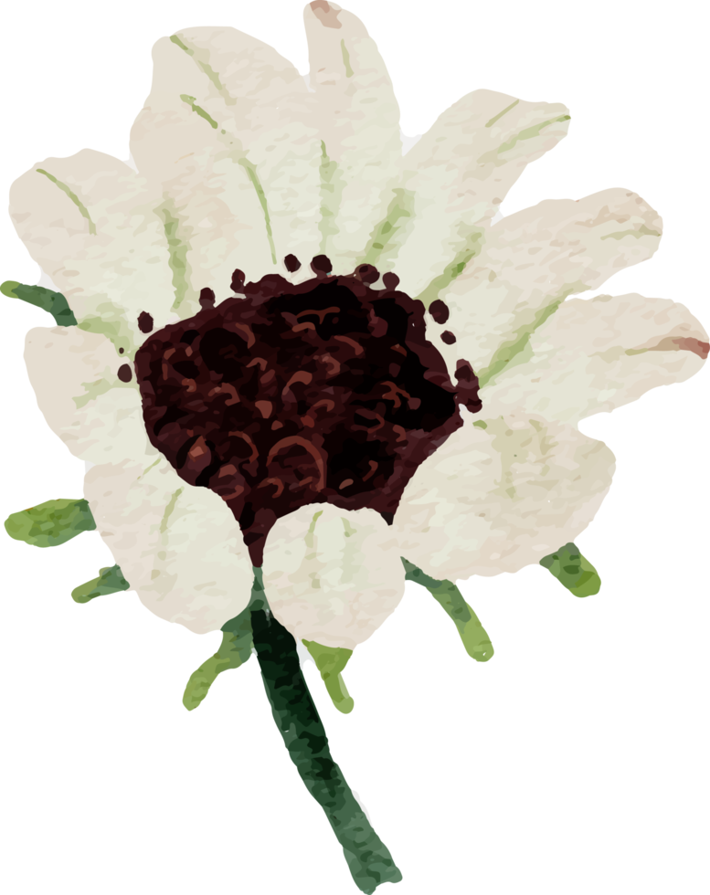 watercolor sunflower and white anemone flower bouquet elements png