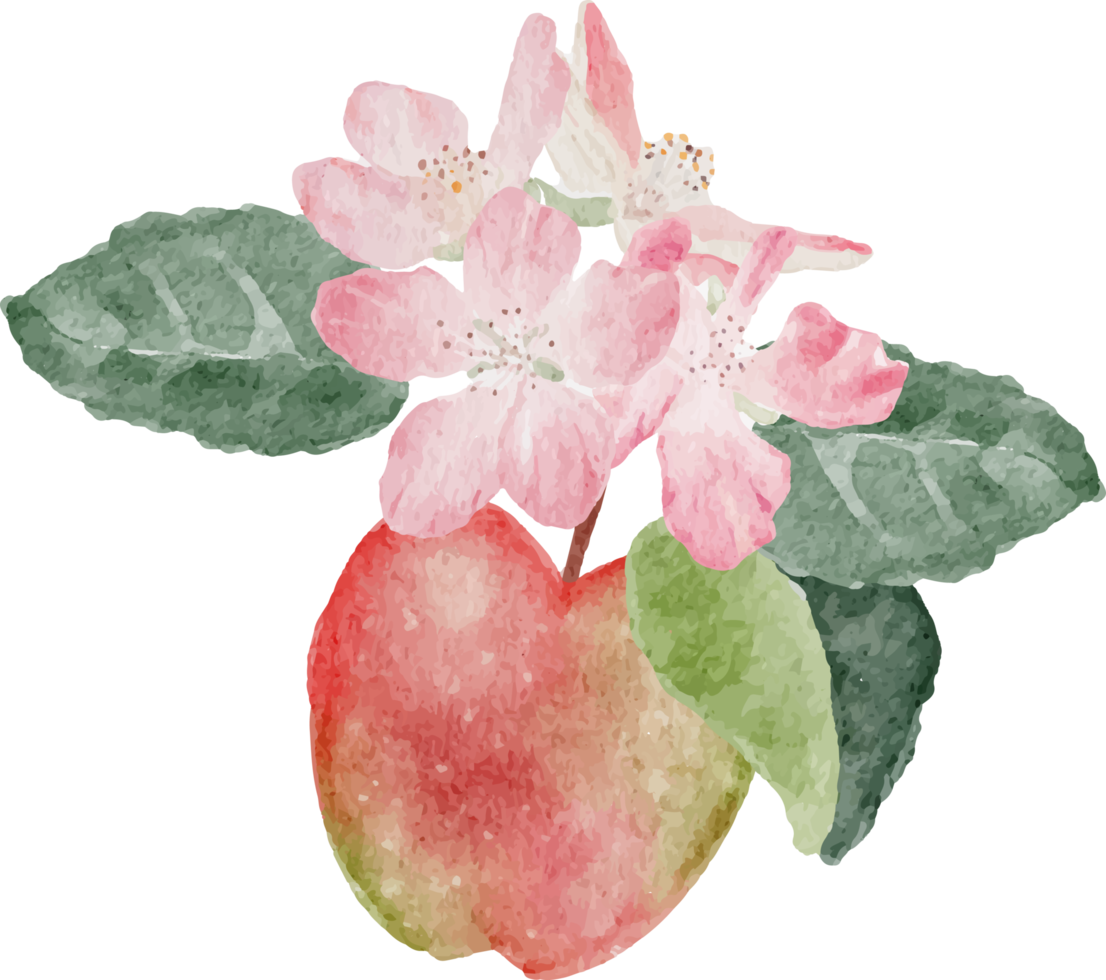 watercolor apple fruit and bloom flower branch png