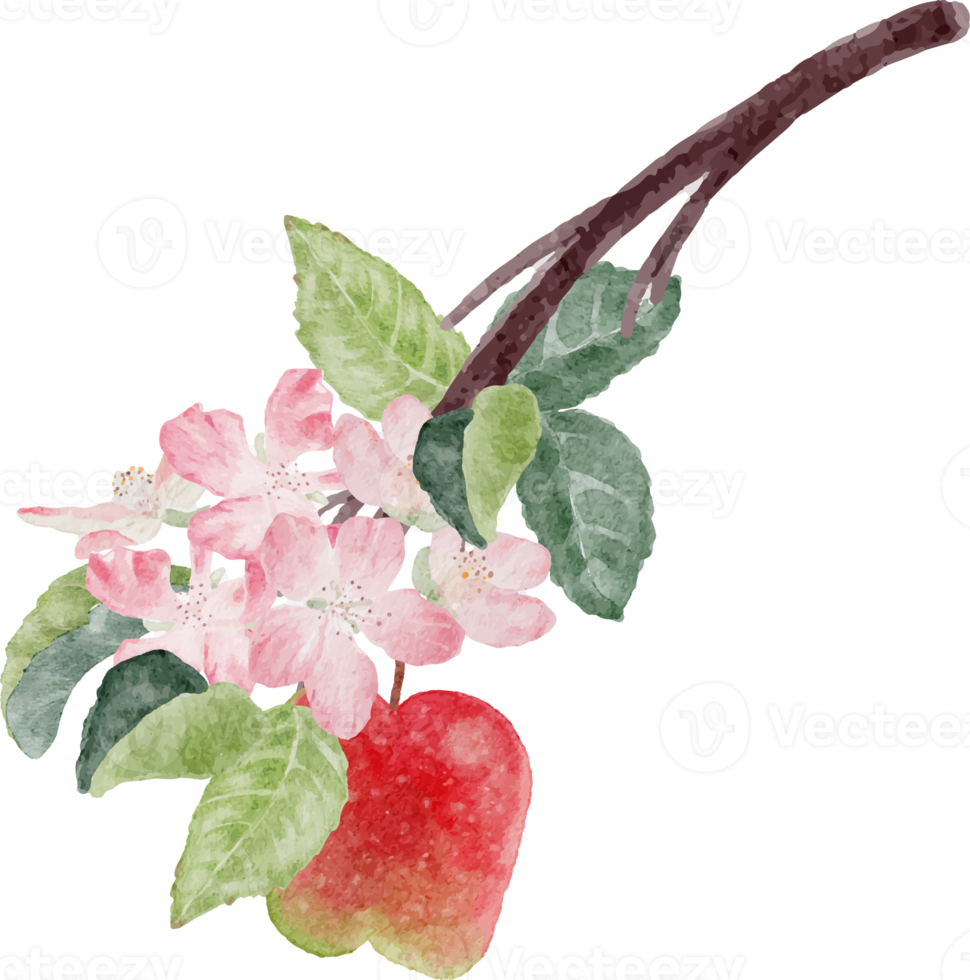 fruta de maçã em aquarela e ramo de flor flor png