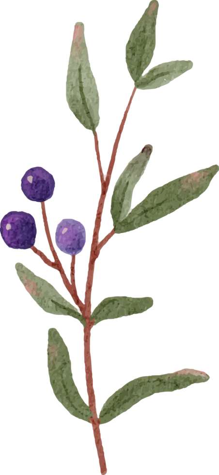 watercolor blue berry fruit branch png