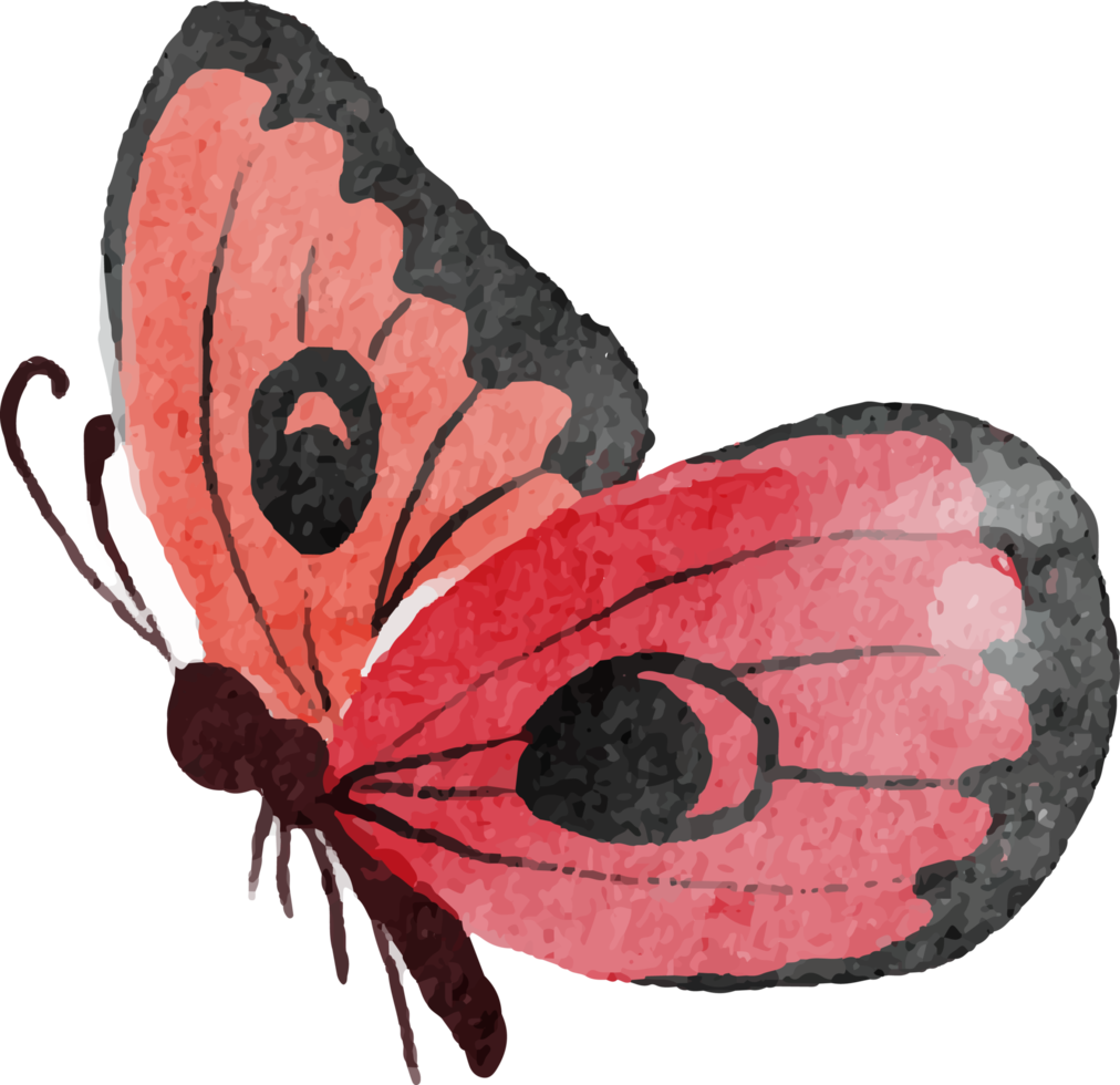 watercolor hand drawn colorful butterfly png