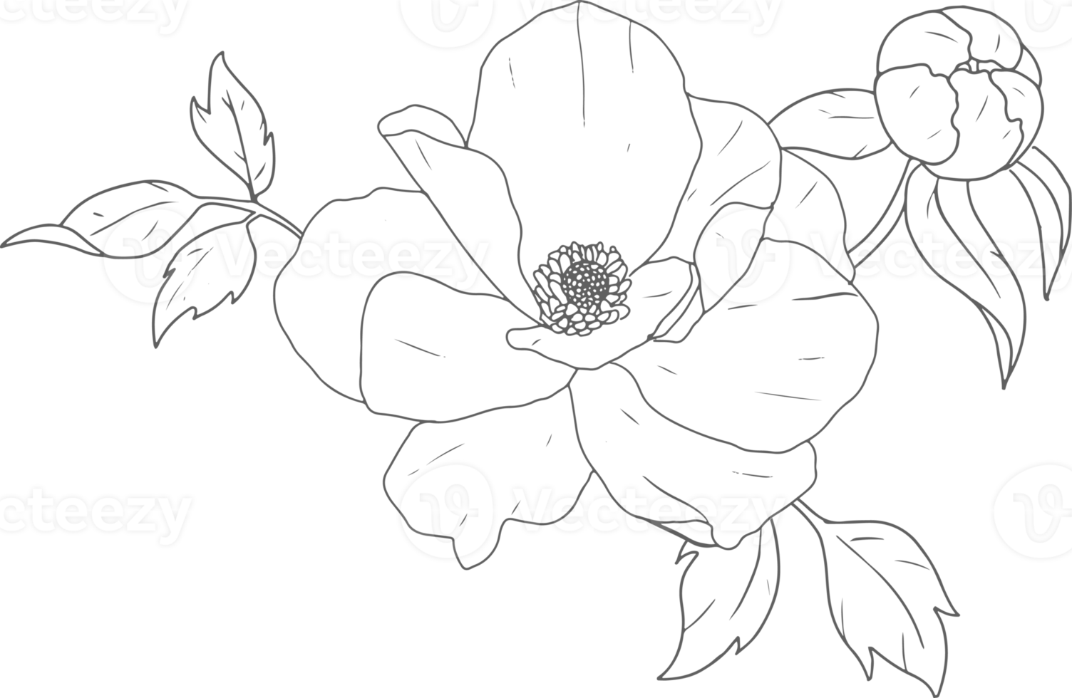 doodle line art peony flower bouquet elements png