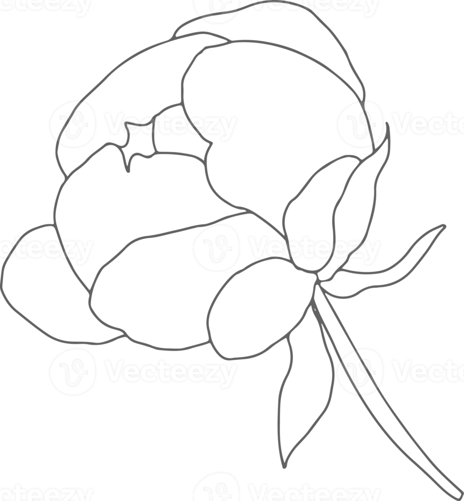 doodle line art peony flower bouquet elements png