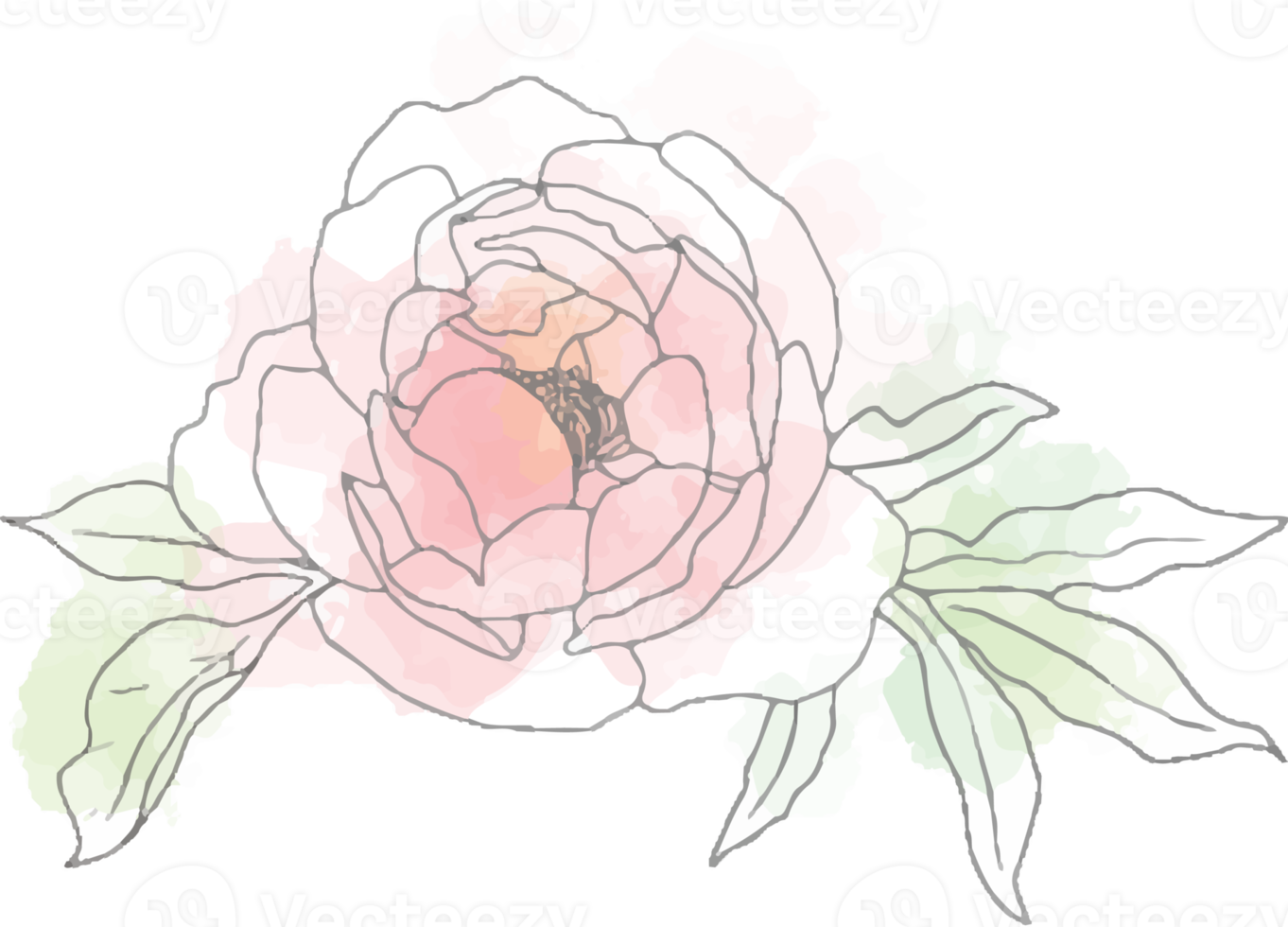 loose watercolor doodle line art peony flower bouquet elements png