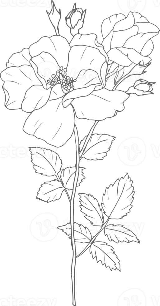 doodle line art rose flower bouquet elements png