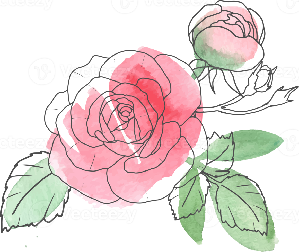 watercolor loose line art rose flower bouquet png