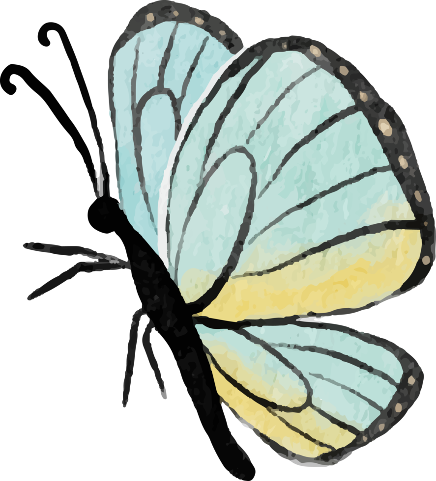 watercolor hand drawn colorful butterfly png