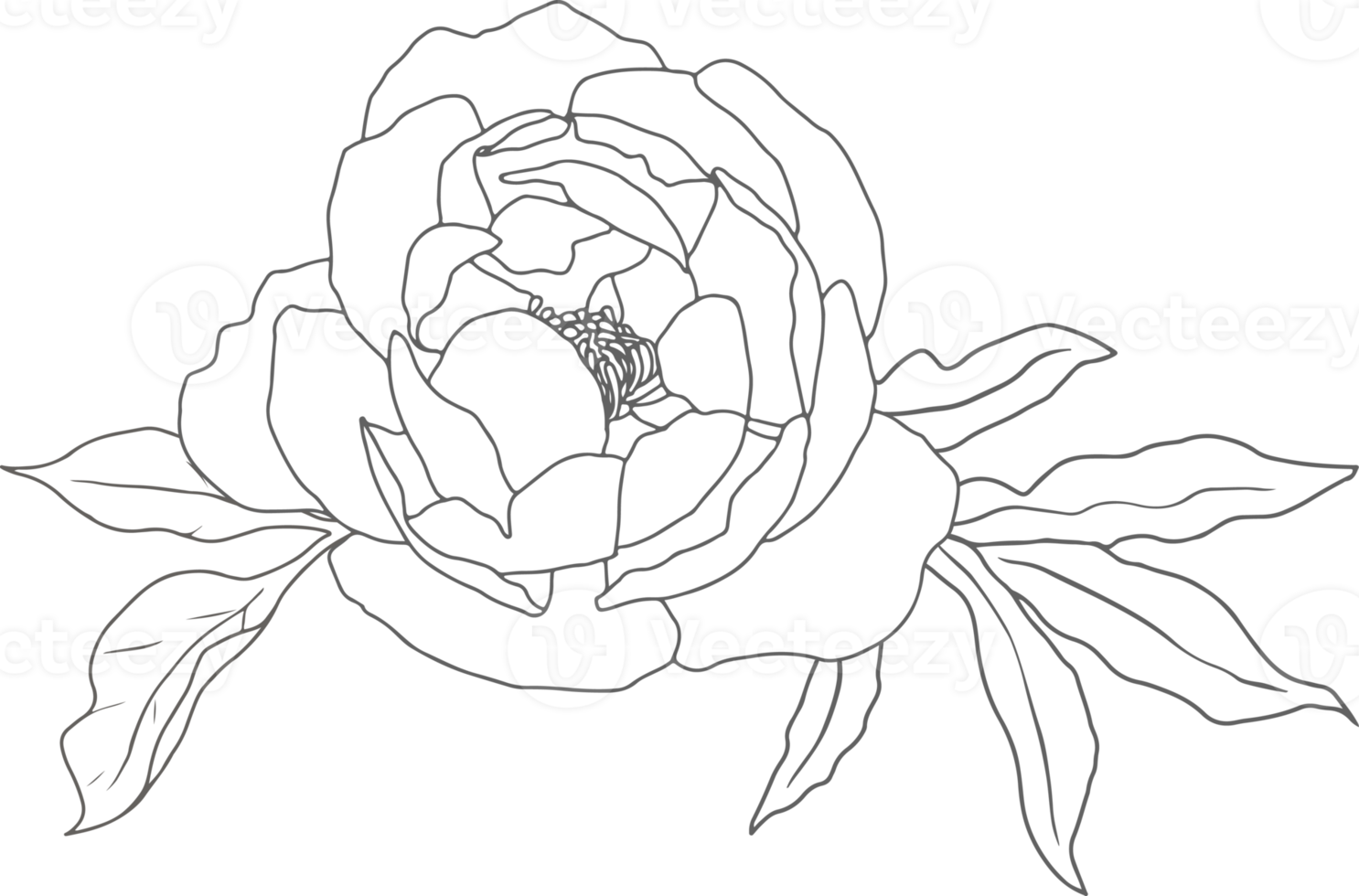 doodle line art peony flower bouquet elements png