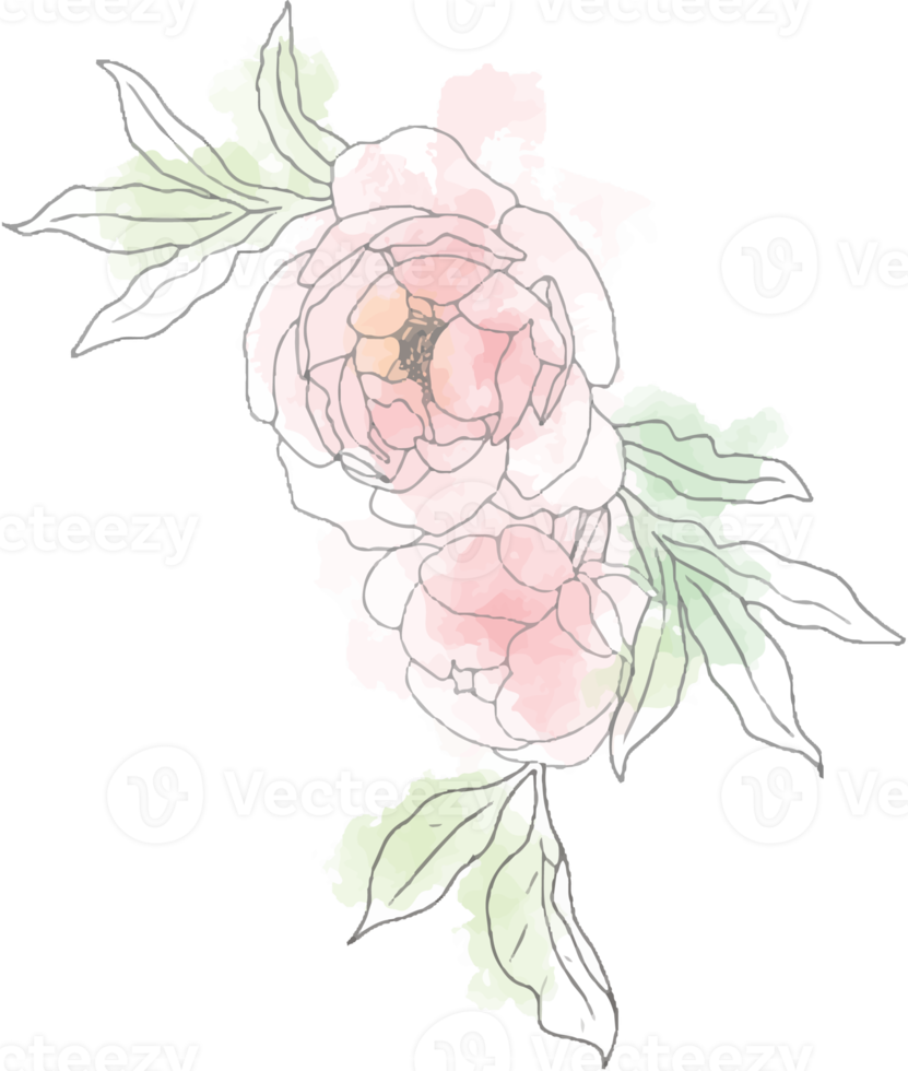 elementos de buquê de flores de peônia de arte de linha de doodle aquarela solto png