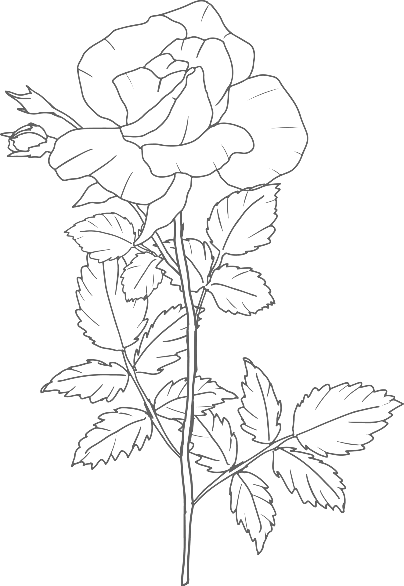 doodle line art rose flower bouquet elements 9594213 PNG