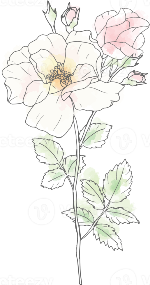 loose watercolor doodle line art rose flower bouquet elements png