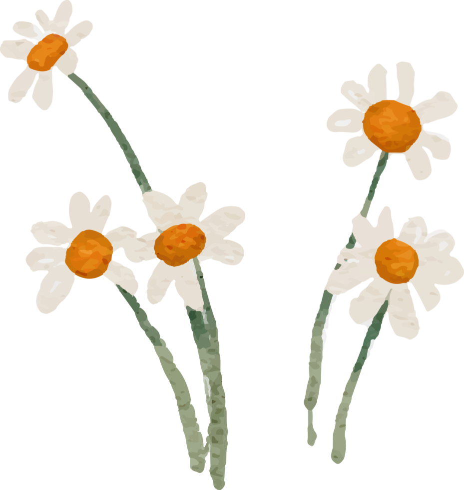 elementi del bouquet di fiori di girasole dell'acquerello e anemone bianco png