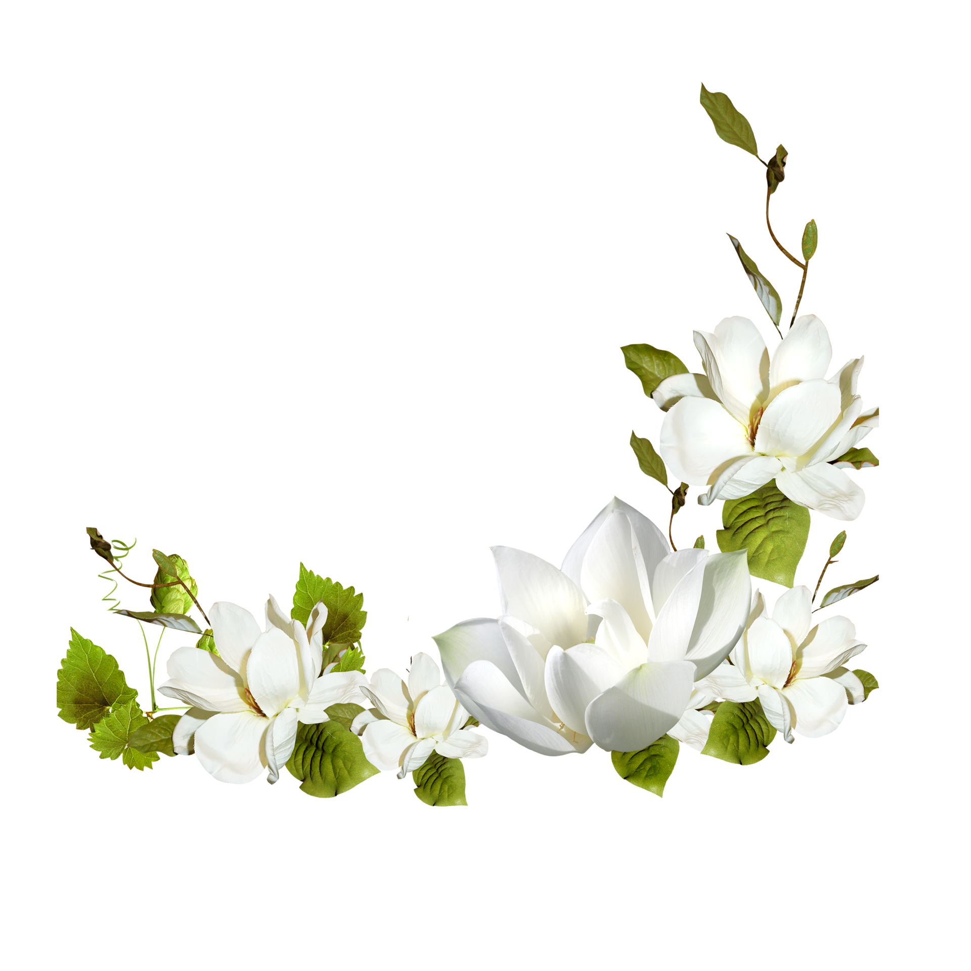 White Flower PNGs for Free Download