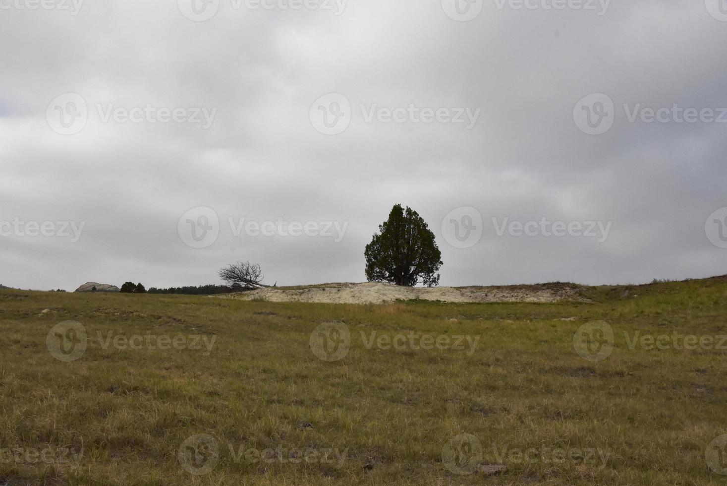 Gray Skies Over a Lone Tree on a Prairie photo
