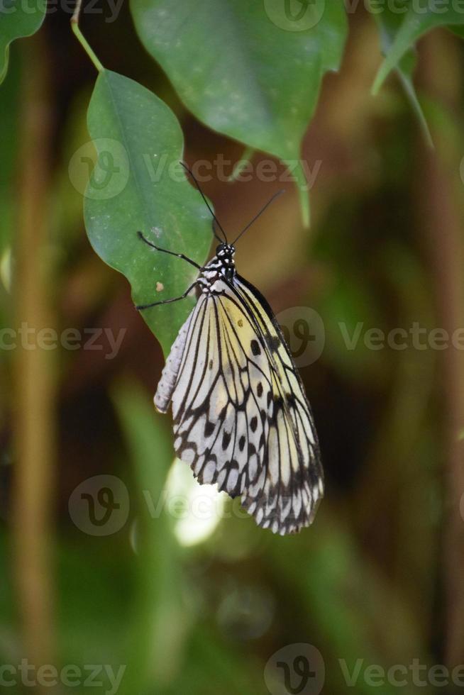 White Tree Nymph Butterfly Clinging to a Green Leaf photo