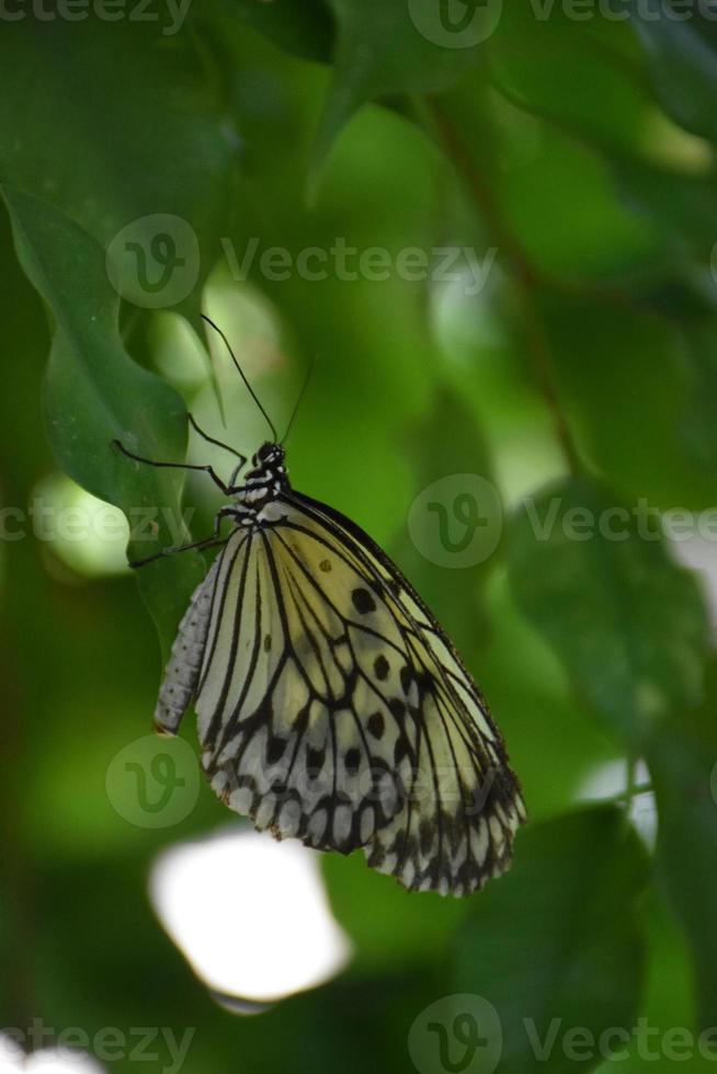 Very Pretty White Tree Nymph Butterfly on a Green Leaf photo