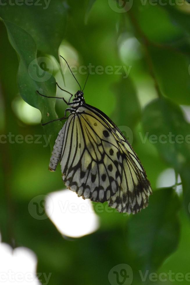 Stunning White Tree Nymph Butterfly on a Green Leaf photo