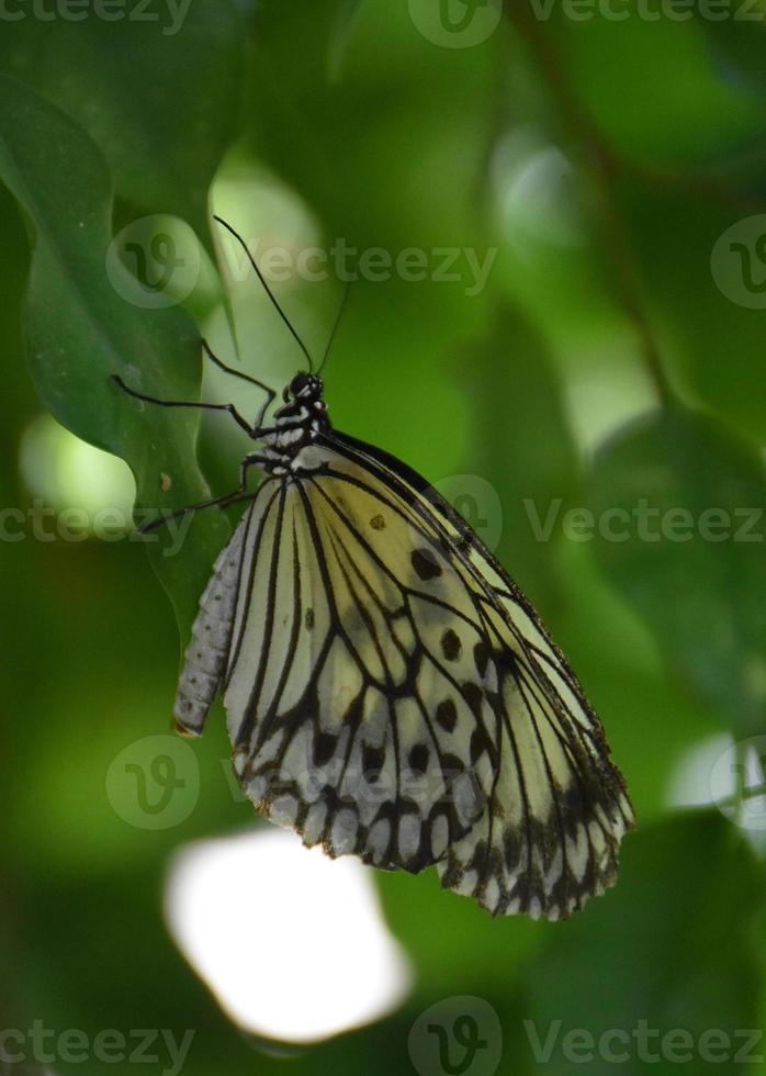 fantástico primer plano de una mariposa de papel de arroz foto