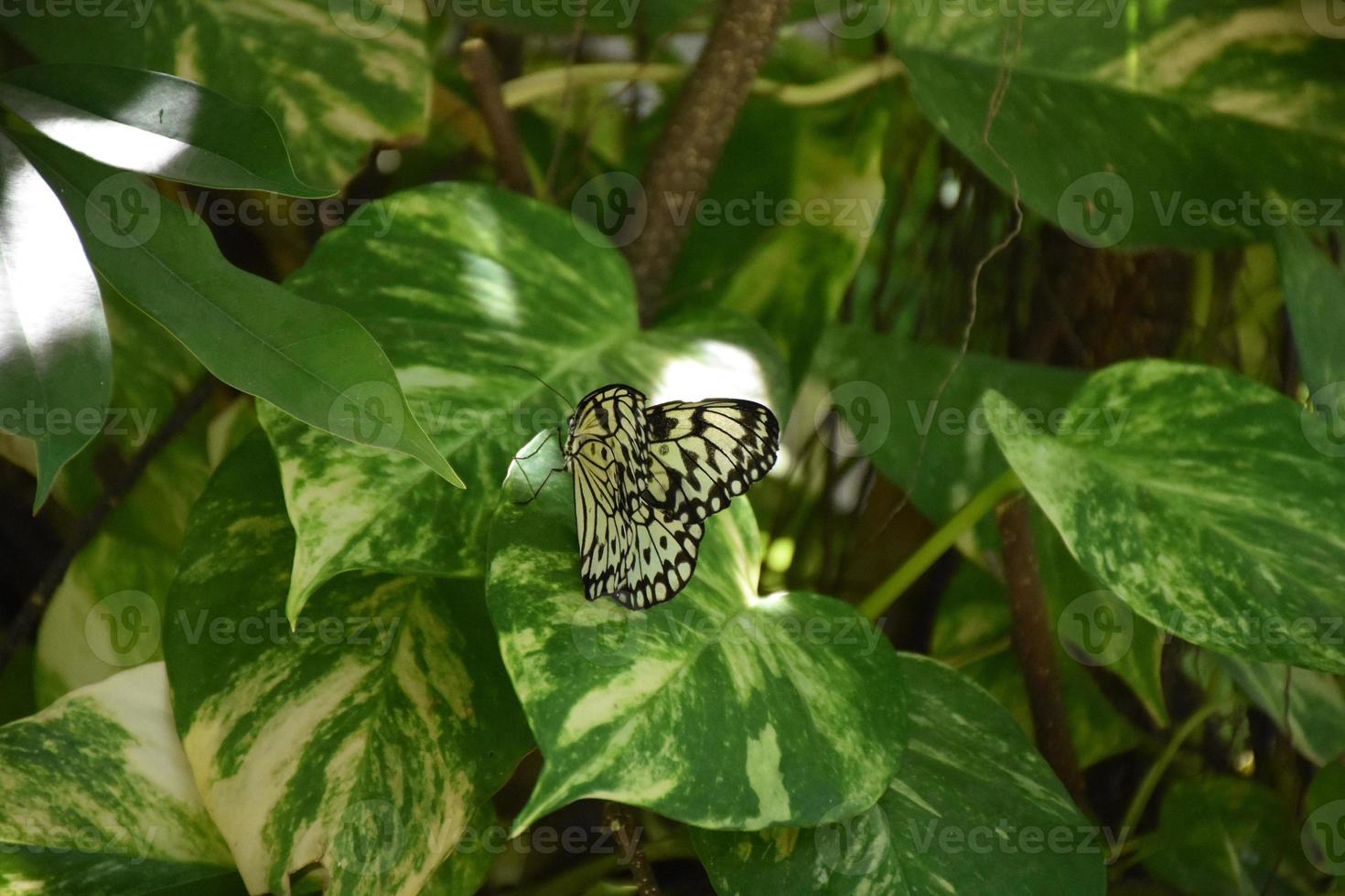 Very Pretty Tree Nymph Butterfly on a Plant photo