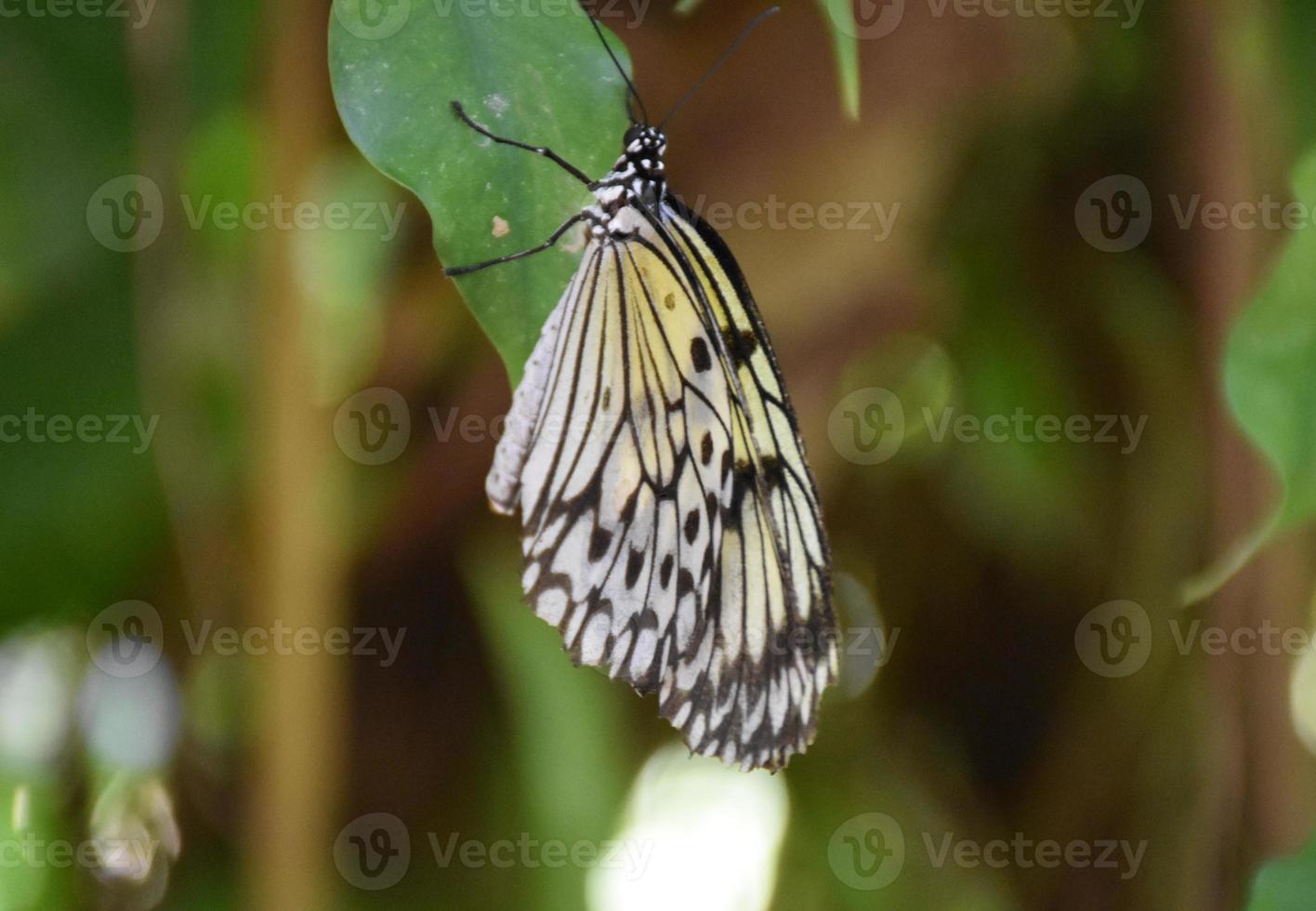 Amazing White Tree Nymph Butterfly with Green Leaves photo