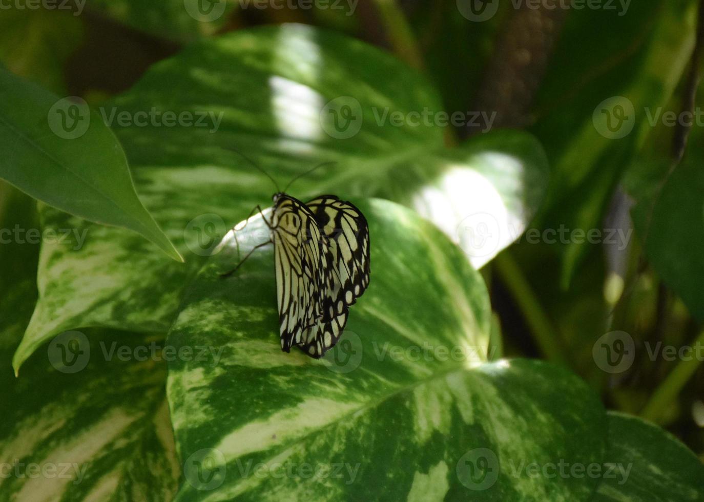 Pretty Tree Nymph Butterfly in a Garden photo