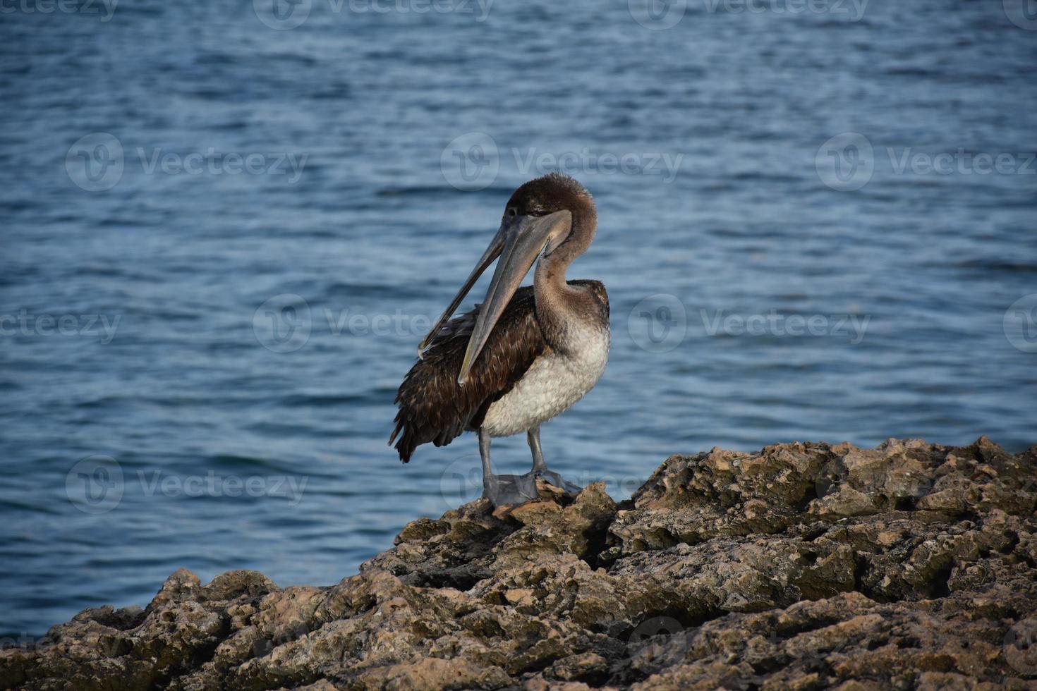Pelican Ruffling His Feathers with His Beak photo