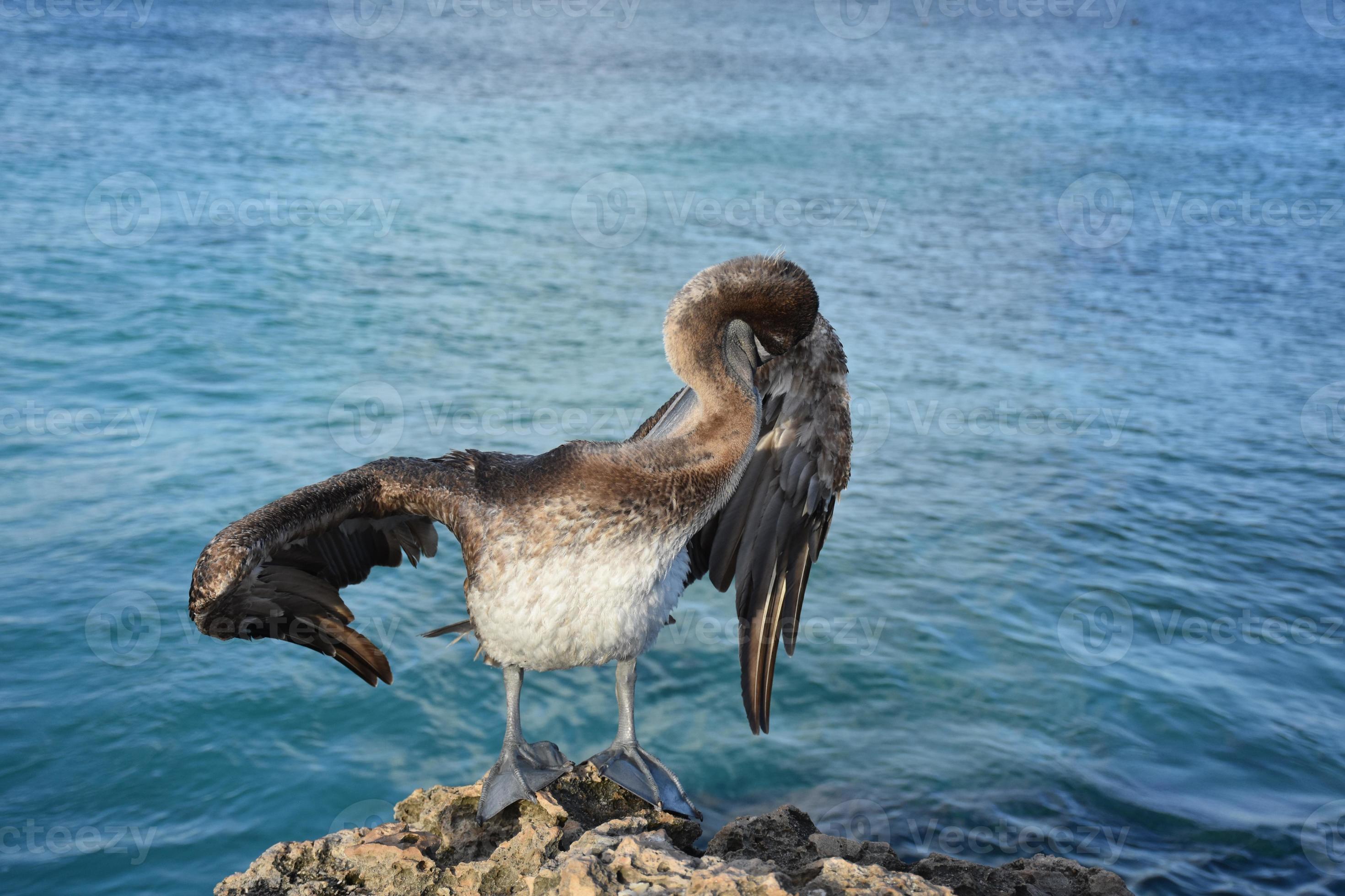 Pelican Hiding His Beak Underneath His Wing 9594408 Stock Photo at Vecteezy