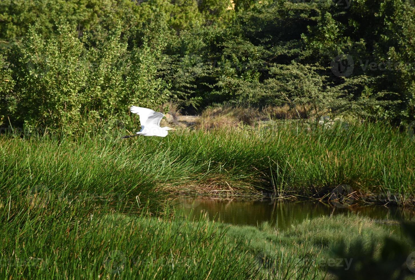 Beautiful White Heron Flying Over a Marsh photo