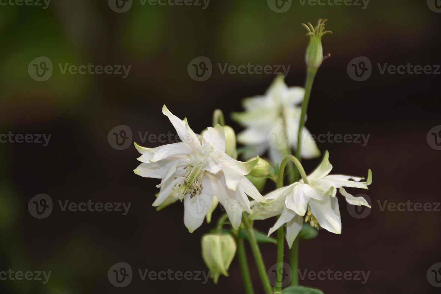 Stunning Flowering White Columbine Flowers Blooming in a Garden photo