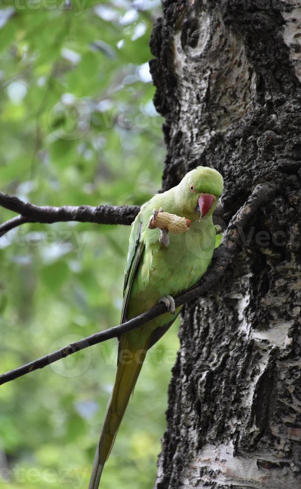 Gorgeous Green Parrot on a Birch Tree Branch photo