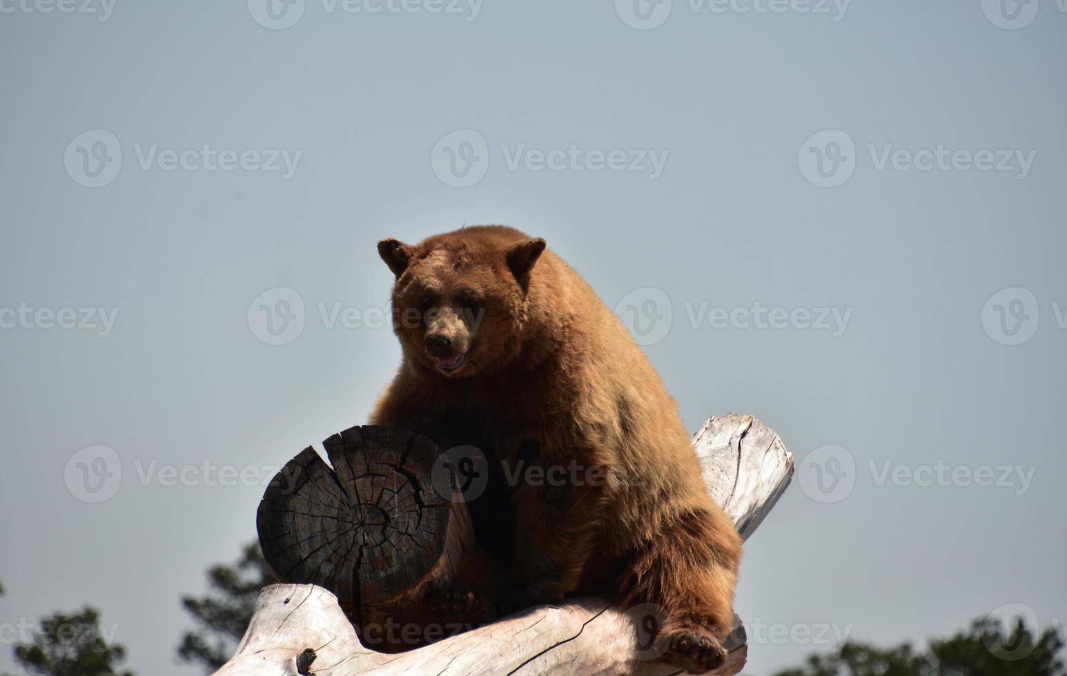 Shaggy Brown Bear Sitting Up on Logs in the Wild photo