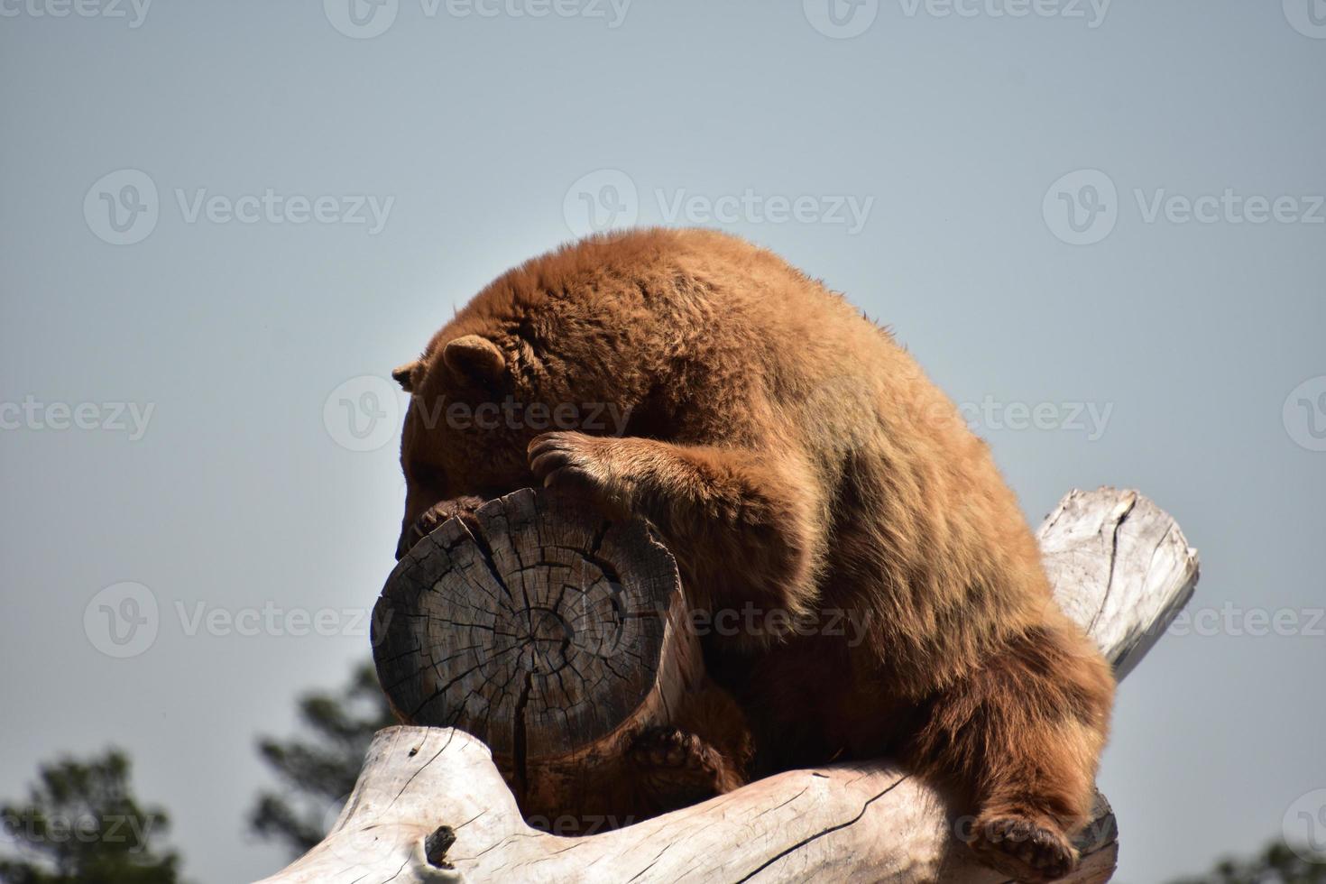 Cute Brown Bear Resting in the Heat of the Summer Sun photo