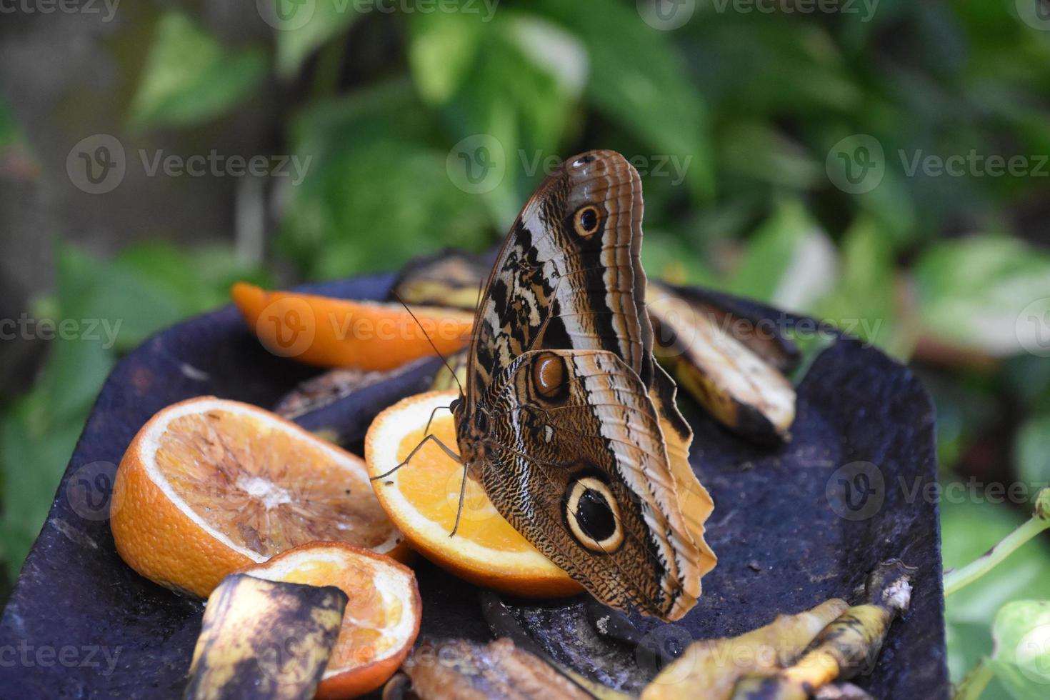Barn Owl Butterfly Resting on Rotting Fruit 9594597 Stock Photo at Vecteezy