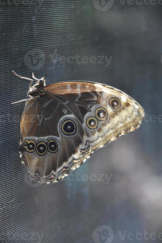 Sun Shining on the Wings of a Barn Owl Butterfly on a Screen photo